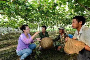 女漢子田間展英姿，農(nóng)業(yè)基建鑄就致富路